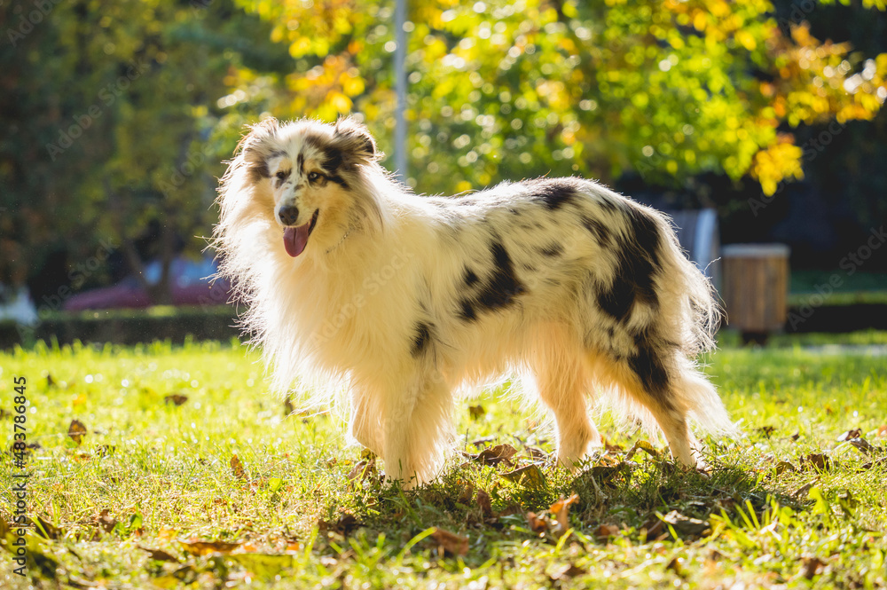 Portrait of cute rough collie dog at the park.