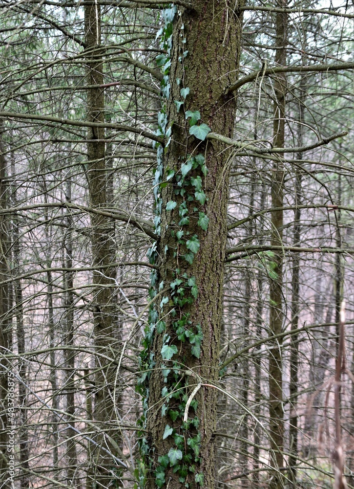 Fototapeta premium pine tree forest