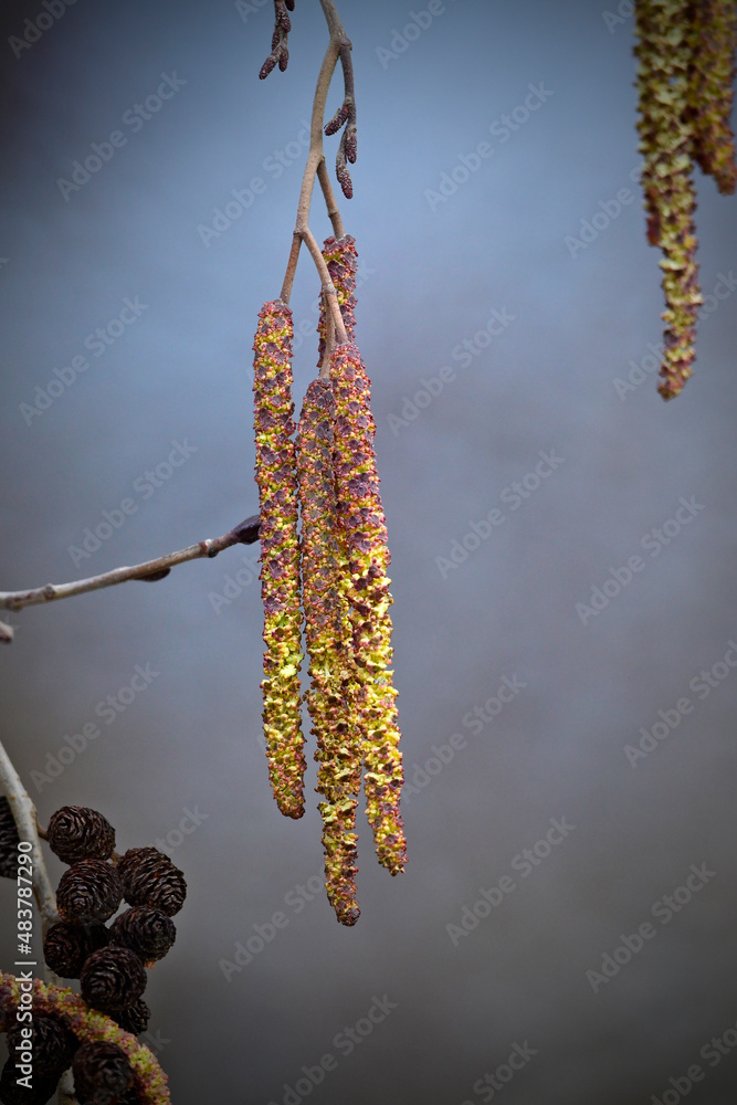 Naklejka premium European black alder // Schwarzerle, Schwarze Erle (Alnus glutinosa)
