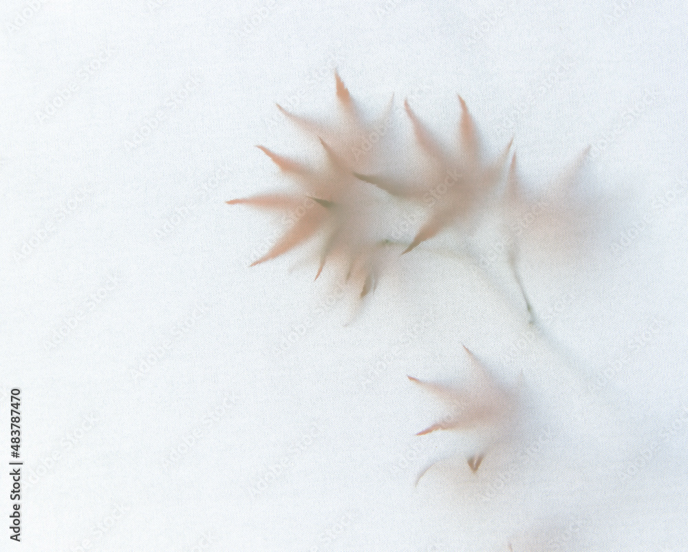 Obraz premium Leaves Abstracted through Cloth 