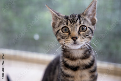 Fototapeta Naklejka Na Ścianę i Meble -  tabby cat portrait