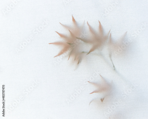 Leaves Abstracted through Cloth 