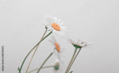 Slika na platnu Soft focus white Chamomile flower