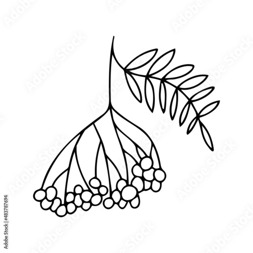 Isolated vector black and white design of decorative autumn botanical autumn rowan berries and leaves