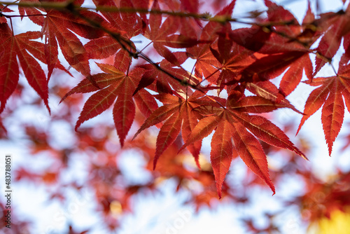 red maple leaves