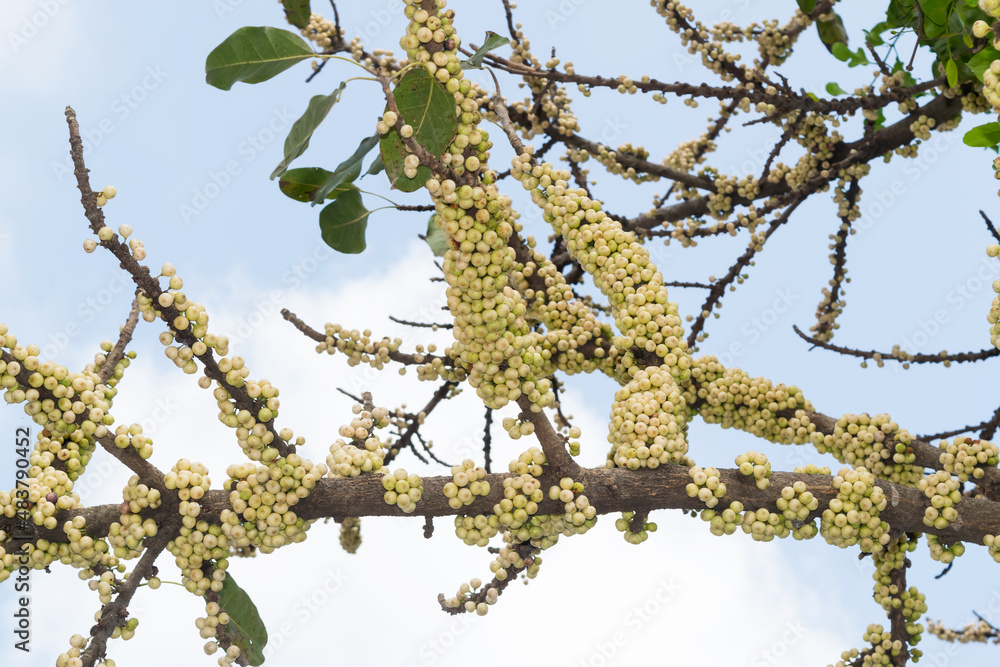 Ficus racemosa fruits grow on tree trunk. ( cluster fig, red river fig ...