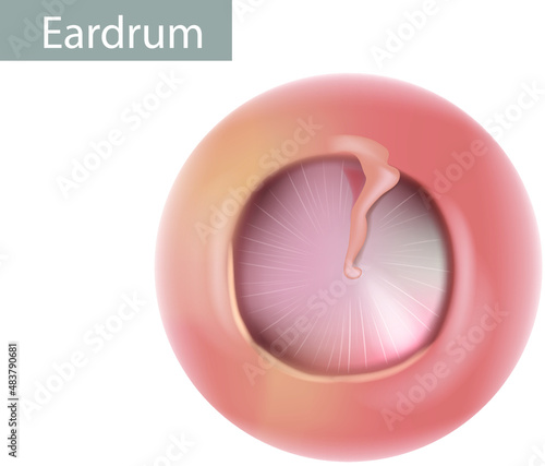 Anatomy of the humans eardrum. Healthy tympanic membrane. Vector illustration