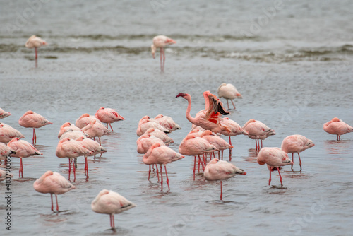 Flamboyance of Lesser Flamingo, Walvis Bay, Namibia