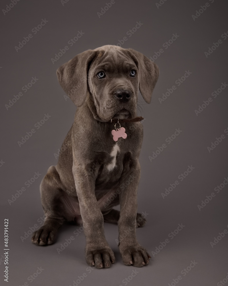 Fototapeta premium portrait of a puppy