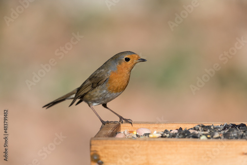 European robin on a bird feeder