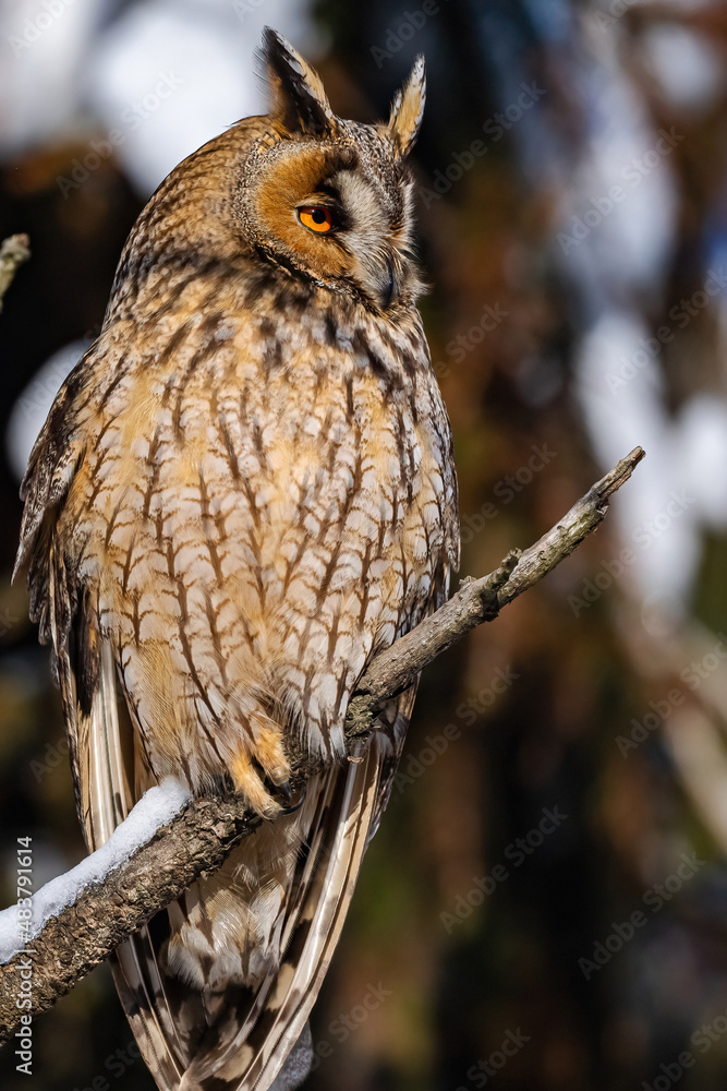 Fototapeta premium asio otuis