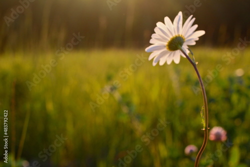 Daisy in the Field