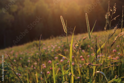Grass in the Morning