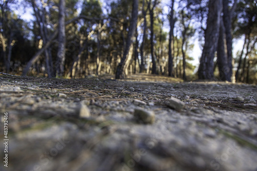 Shadow of trees in the forest