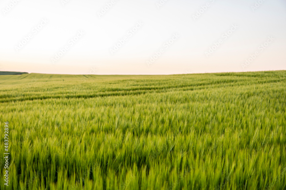 Landscape of green barley field in a sunset. Agriculture. The concept of agriculture, healthy eating, organic food.