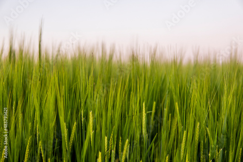 Fresh green young unripe juicy spikelets of barley on a agricultural field. Harvest in spring or summer. Agriculture.