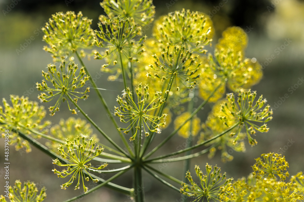 Spring flowering of yellow wildflowers Spring flowering of yellow wildflowers