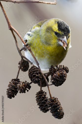 Erlenzeisig/ siskin (Spinus spinus) photo