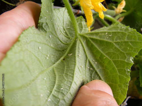 Pests in the garden on a cucumber plant. Greenhouse whitefly (Trialeurodes vaporariorum) - a primary insect pest of many vegetable and ornamental crops. A man shows the white flies on the green leaf.