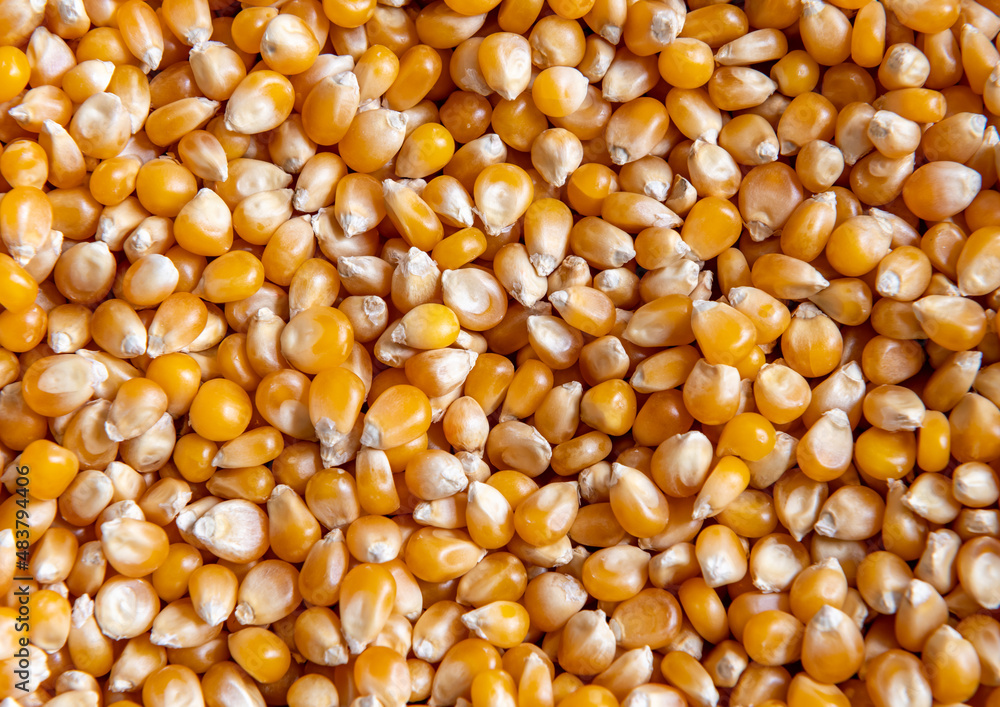 Close up of a heap of popping corn. Close up of a heap of popping corn.