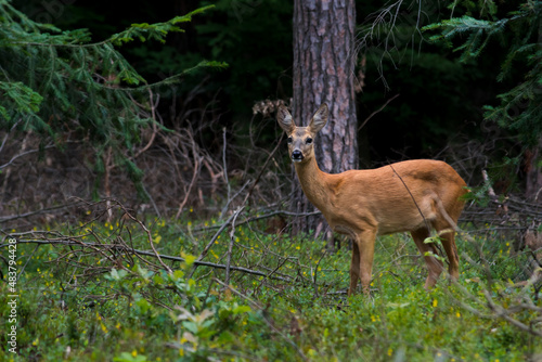 A roe deer (capreolus capreolus)