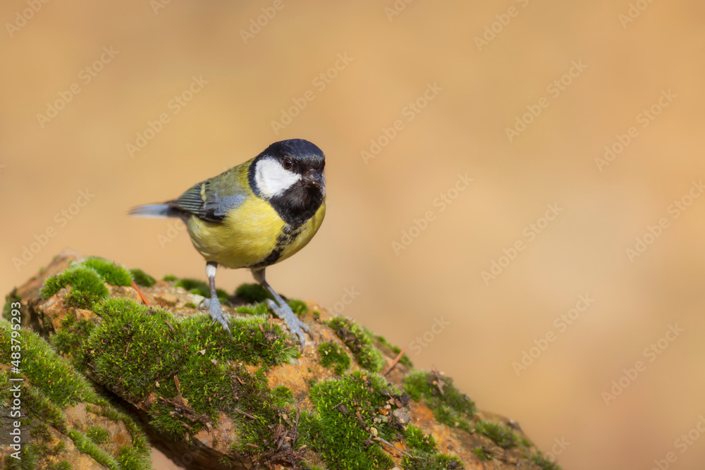 Obraz premium Small songbird. Nature background. Bird: Great Tit. Parus major.