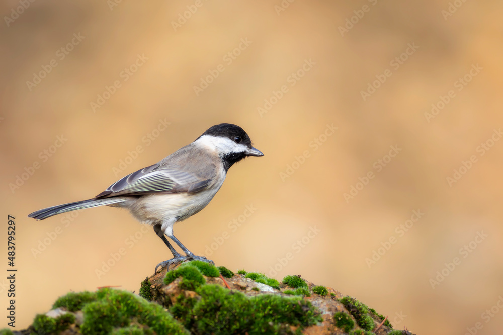 Small songbird. Nature background. Sombre Tit. Poecile lugubris. Small songbird. Nature background. Sombre Tit. Poecile lugubris.