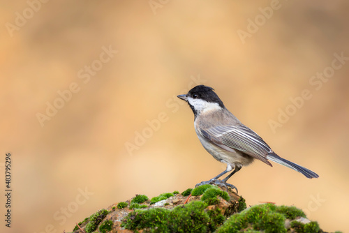 Small songbird. Nature background. Sombre Tit. Poecile lugubris.