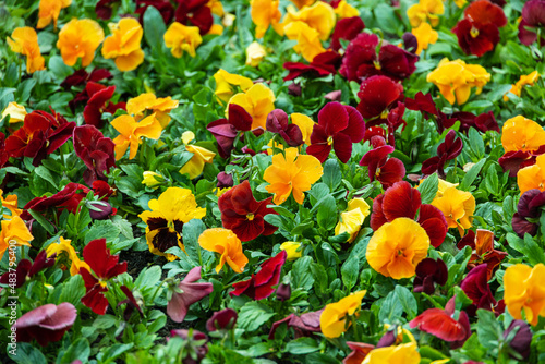 Wallpaper Mural Pansies in Krakowski Park named after Marek Grechuta, Poland Torontodigital.ca