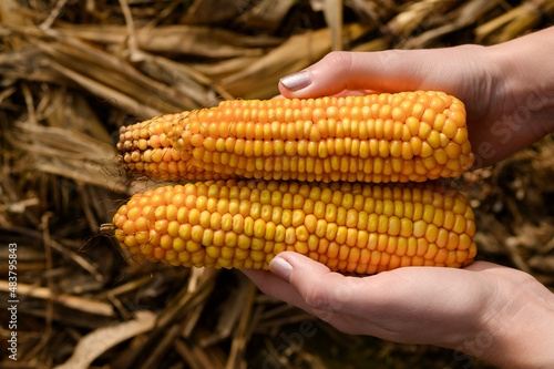 Farmer holding corncobs in corn field,close up