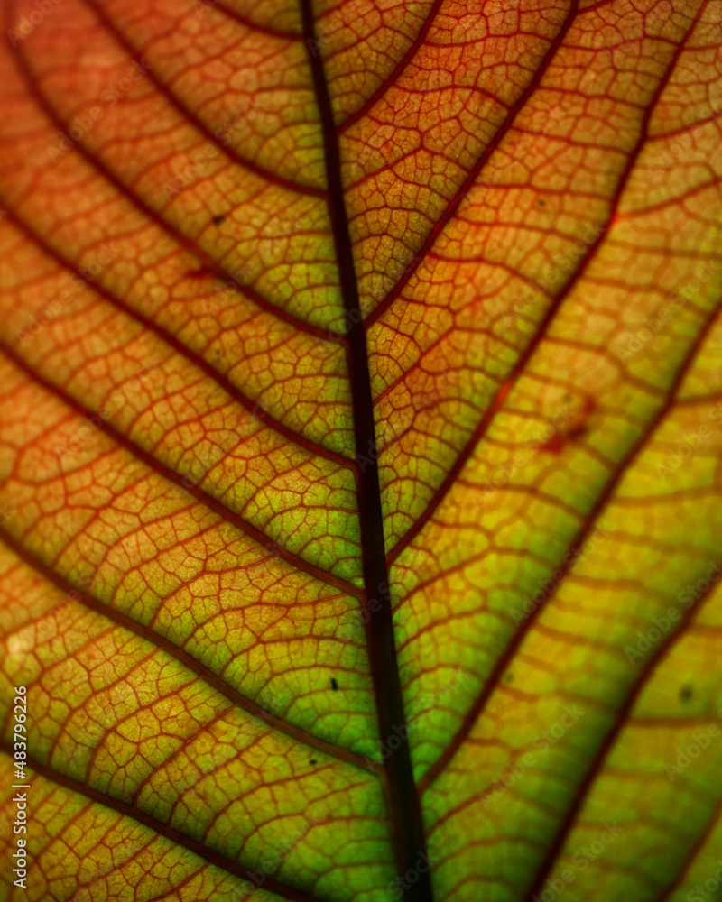 Obraz premium Macro shot of symmetry in plants and nature in Santa Elena Cloud Forest Reserve Costa Rica.