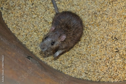 a rat nibbles on a grain of barley. next part. the rat sits on the grain. rodents spoil the harvest. wild brown rodent in a barrel eats grain