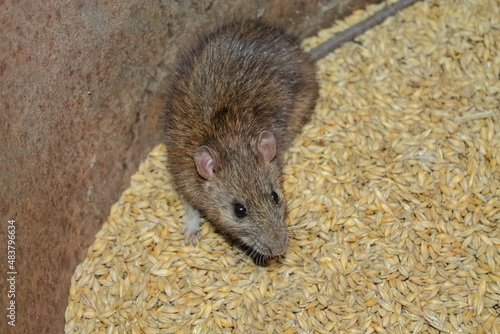 a rat nibbles on a grain of barley. pest close-up. the rat sits on the grain. rodents spoil the harvest. wild brown rodent in a barrel eats grain