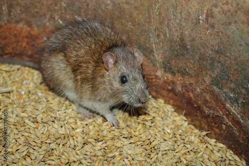 a rat nibbles on a grain of barley. pest. the rat sits on the grain. rodents spoil the harvest. wild brown rodent in a barrel eats grain