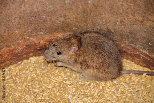a rat nibbles on a grain of barley. side view close-up. the rat sits on the grain. rodents spoil the harvest. wild brown rodent in a barrel eats grain