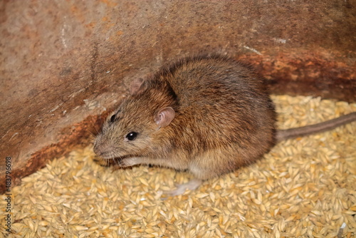 a rat nibbles on a grain of barley. side view. the rat sits on the grain. rodents spoil the harvest. wild brown rodent in a barrel eats grain