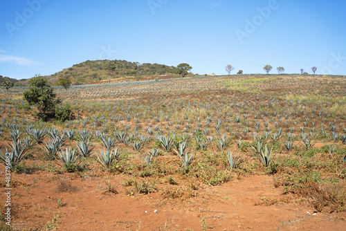 Campo de agave en crecimiento para la fabricación de tequila en las montañas de Tequila Jalisco.