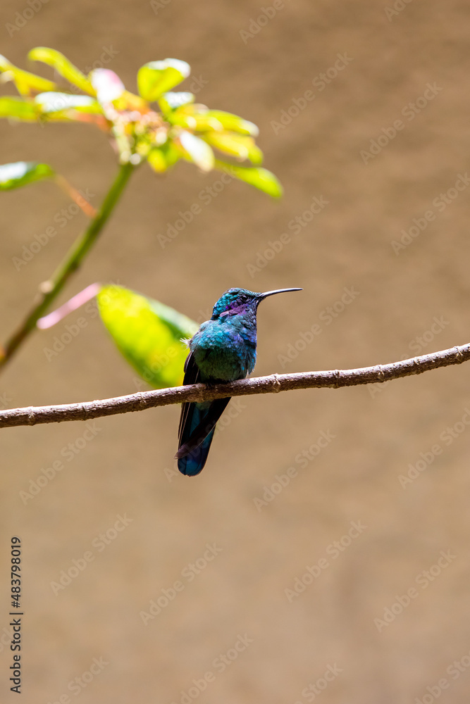 Fototapeta premium Hummingbirds at bird feeders in Monteverde, Costa Rica