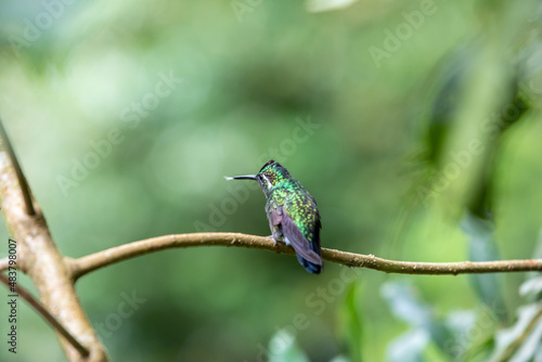 Hummingbirds at bird feeders in Monteverde, Costa Rica
