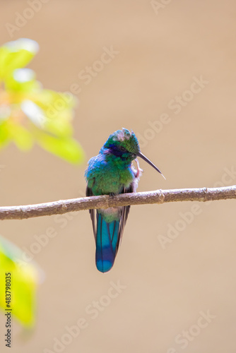 Hummingbirds at bird feeders in Monteverde  Costa Rica