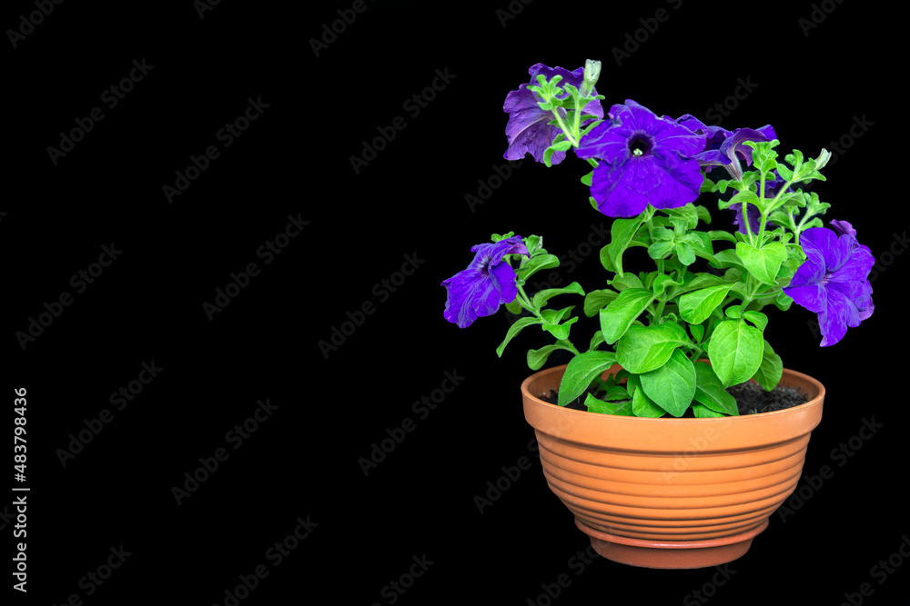 Blooming purple petunia, isolate on black background with copy space. Gardening, flowers, hobby.