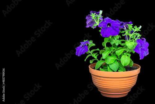 Fototapeta Naklejka Na Ścianę i Meble -  Blooming purple petunia, isolate on black background with copy space. Gardening, flowers, hobby.