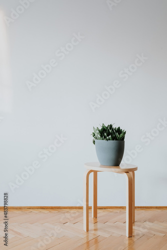 Plant on wooden stool on empty wall