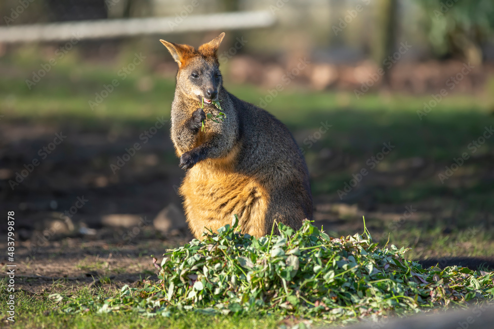 Small Kangaroo eating green grass