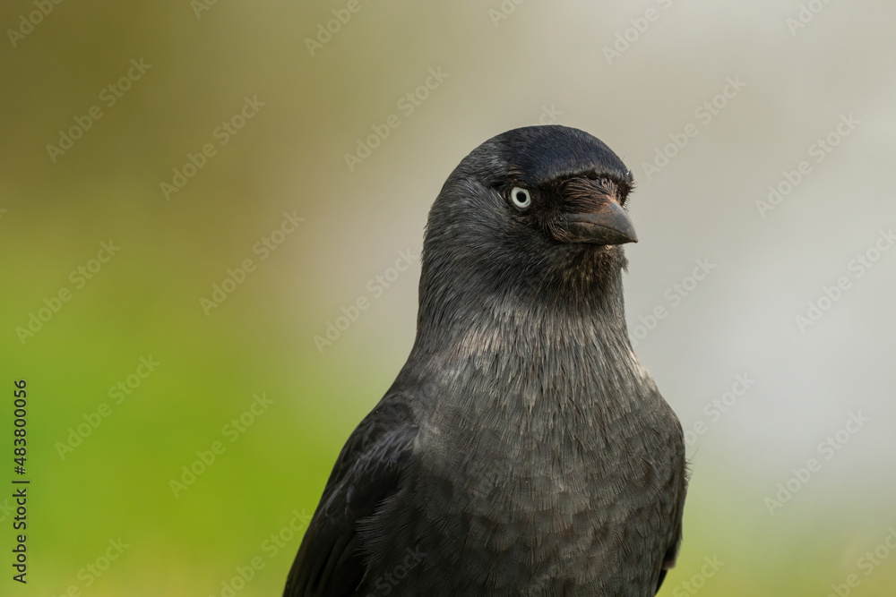 Closeup portrait of a western jackdaw (Coloeus monedula), Bristol, UK Closeup portrait of a western jackdaw (Coloeus monedula), Bristol, UK