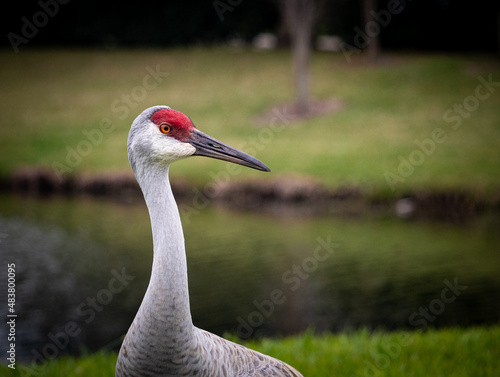 Tablou pe pânză Sand-hill Crane
