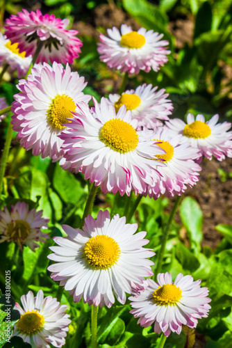 Daisies  bellis perennis . Natural summer background