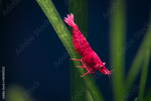 Photos Red cherry gamba de acuario