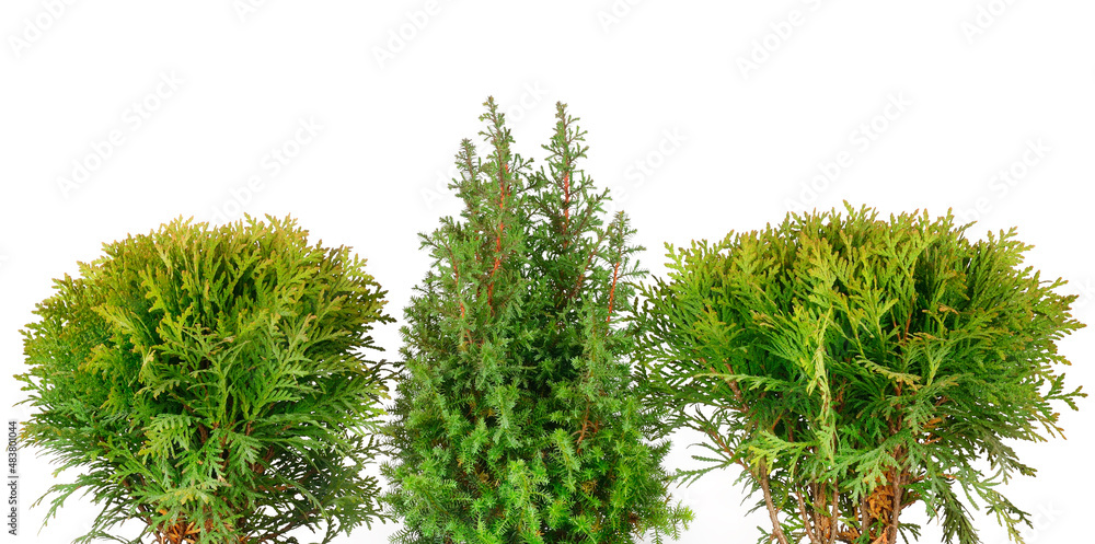 Little thuja and cypress isolated on white. Wide photo.