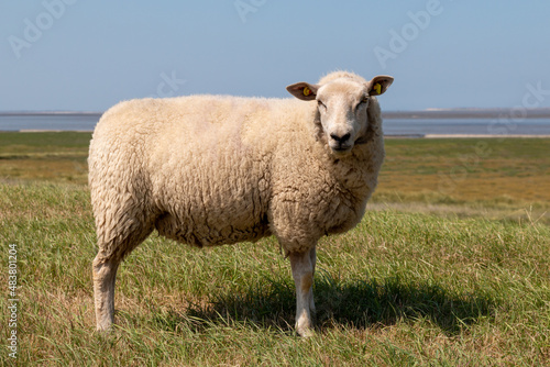 Sheep stands on the side of the dike